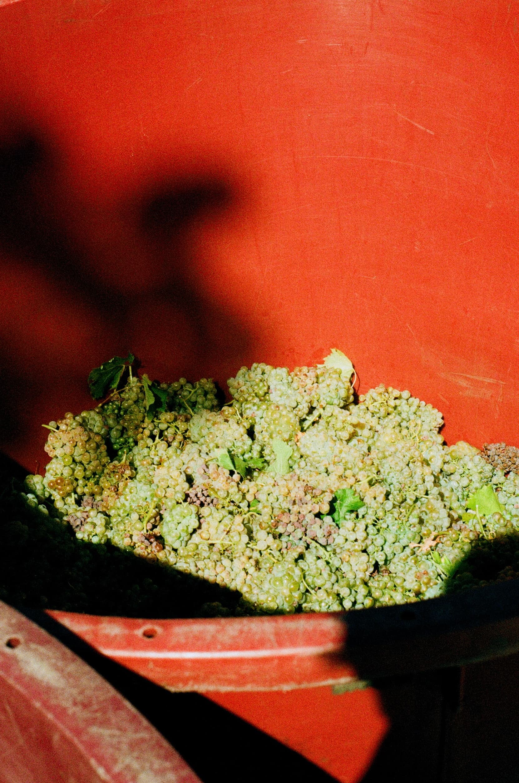 The First Basket of the Day