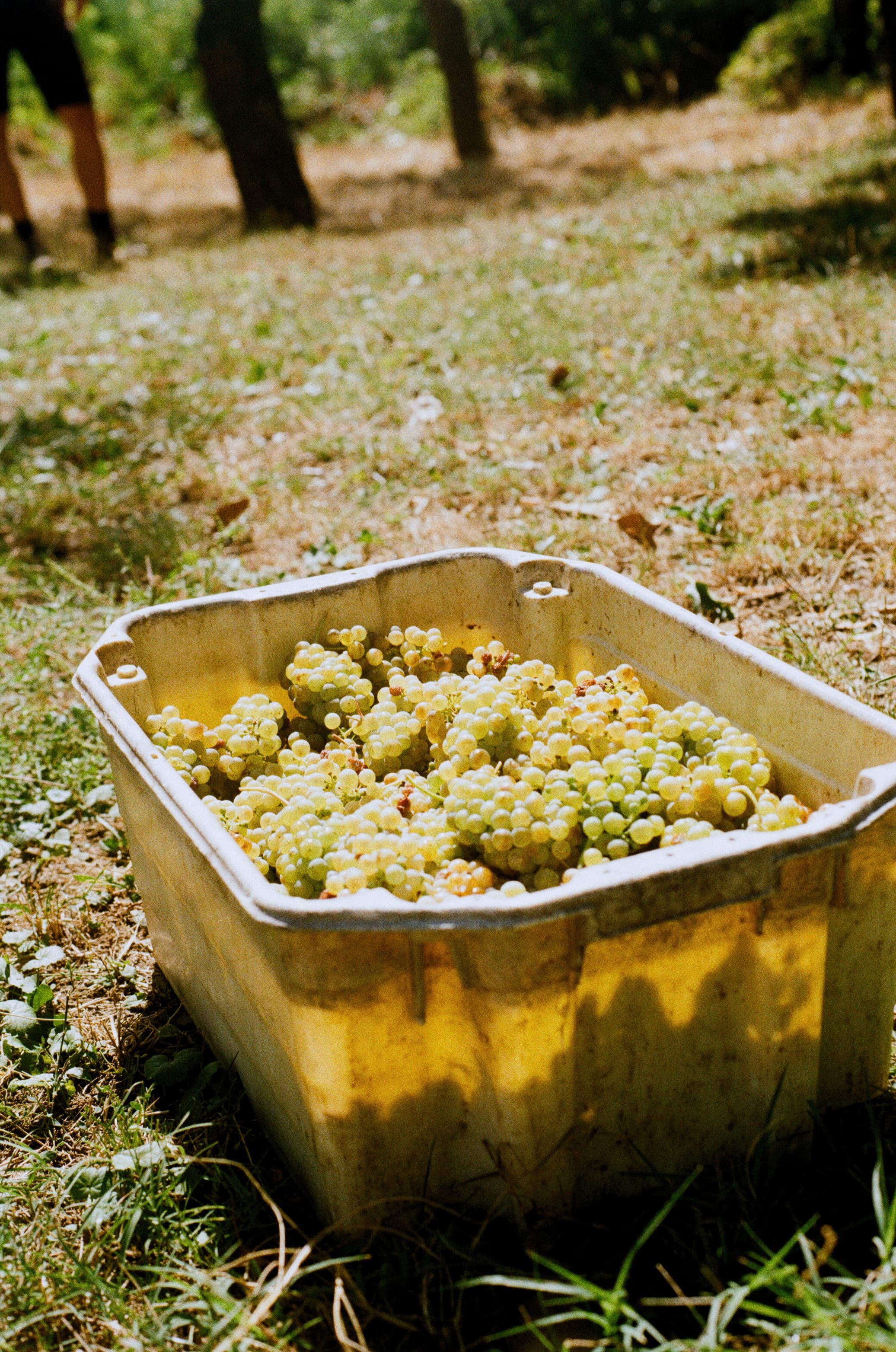 A Crate of Gold in the Grass