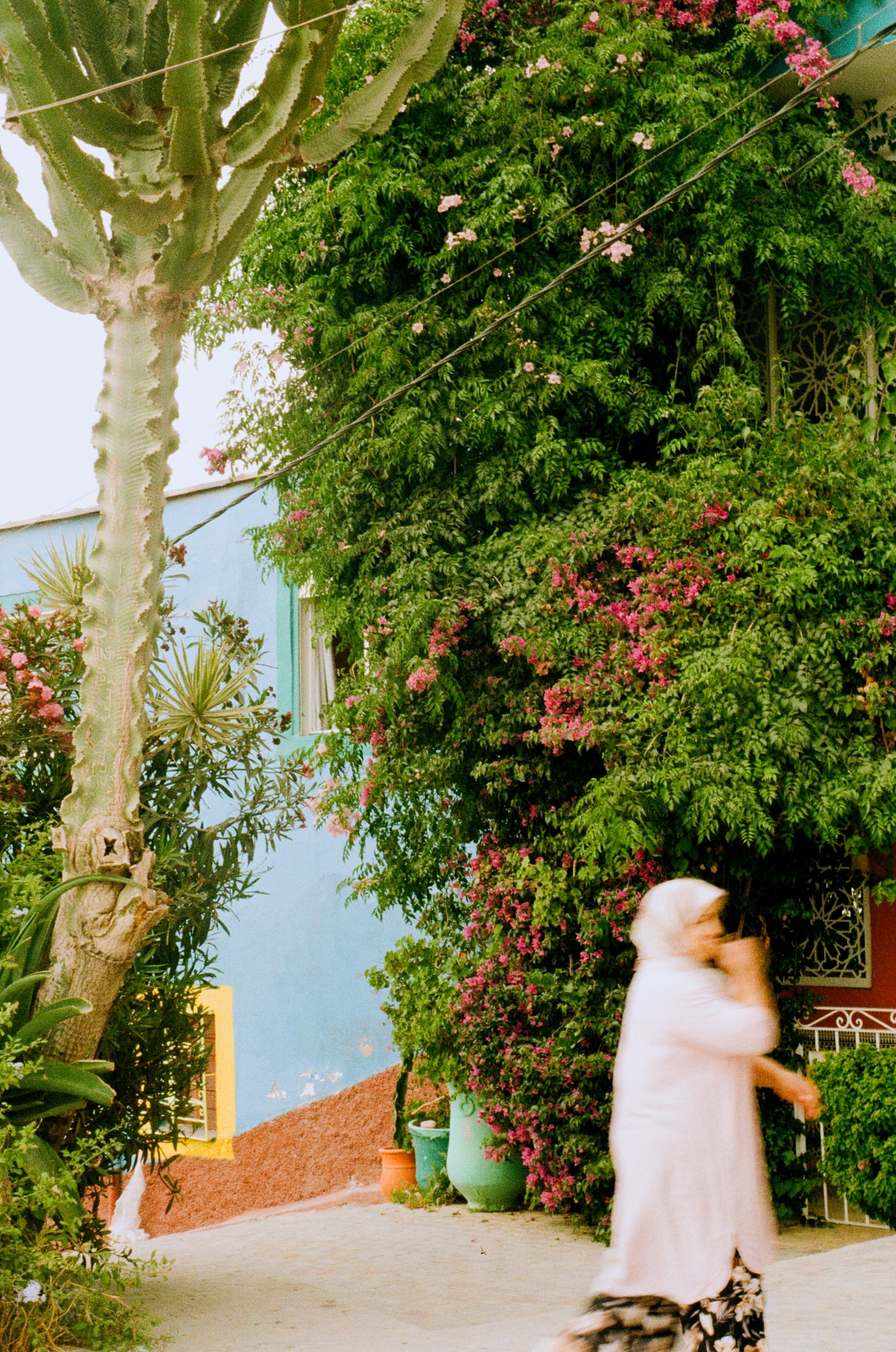 A Blur Between the Blossoms