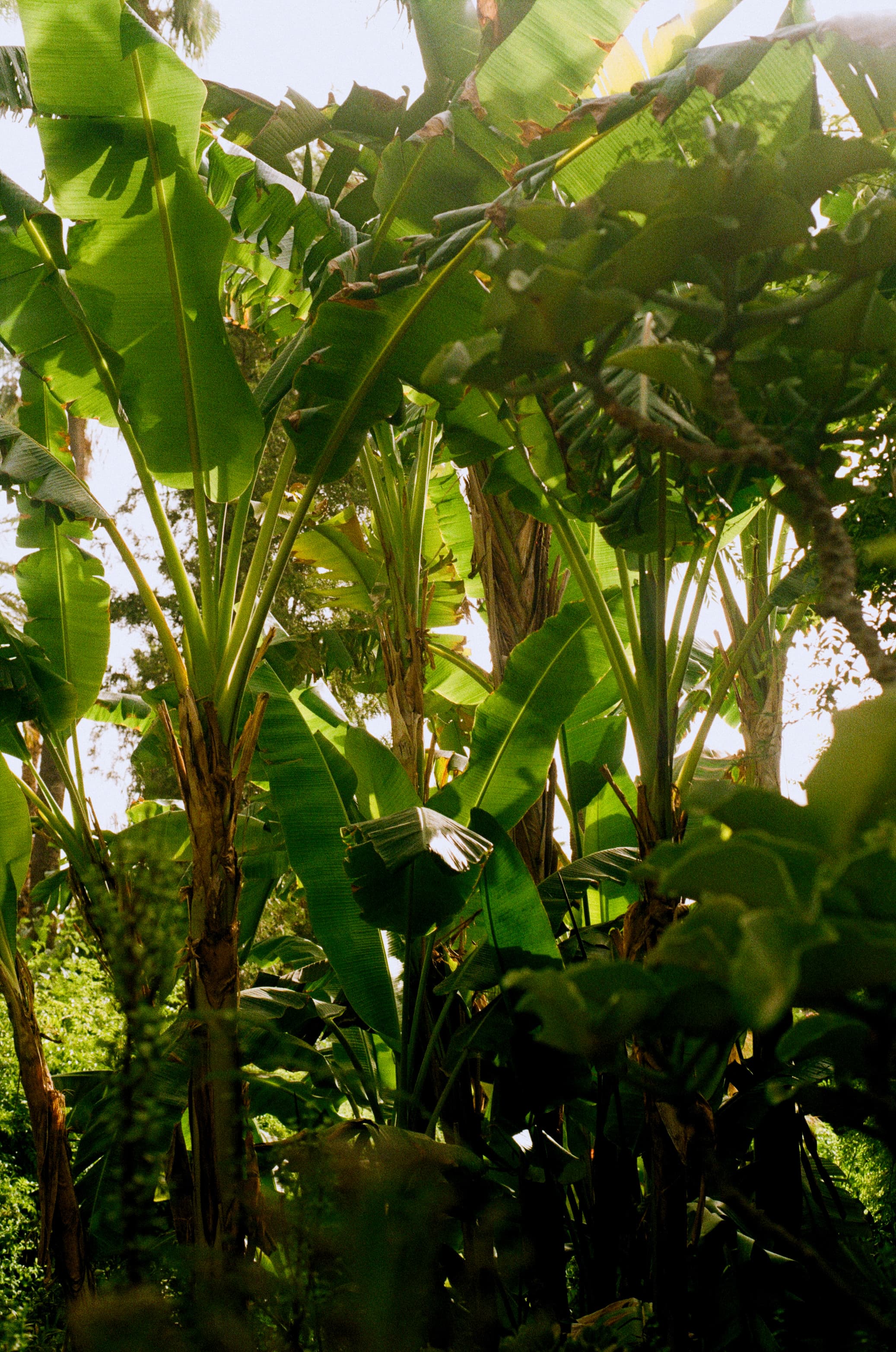 Green Enough to Forget the Heat