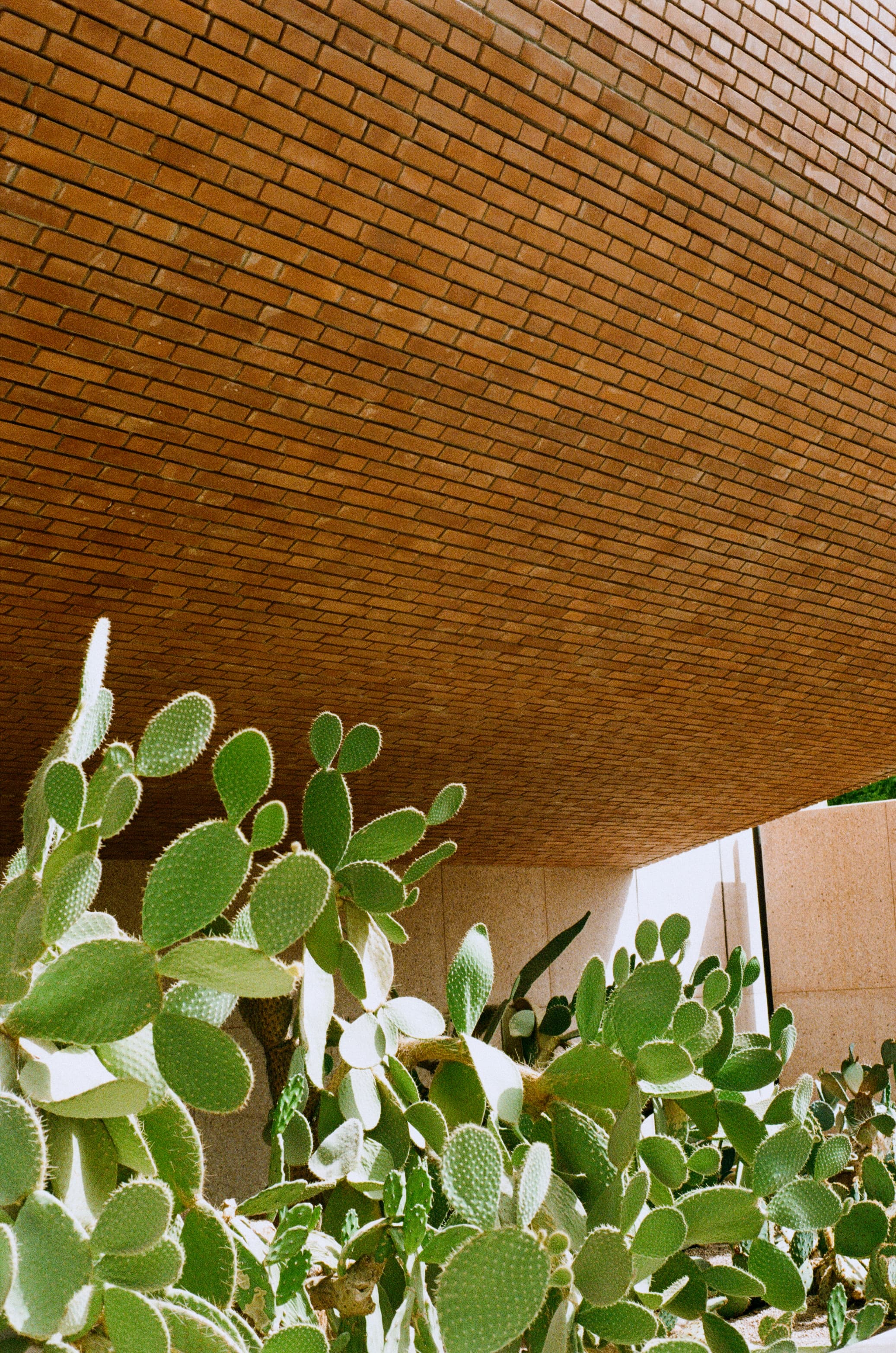 Underneath, the Desert Still Grows