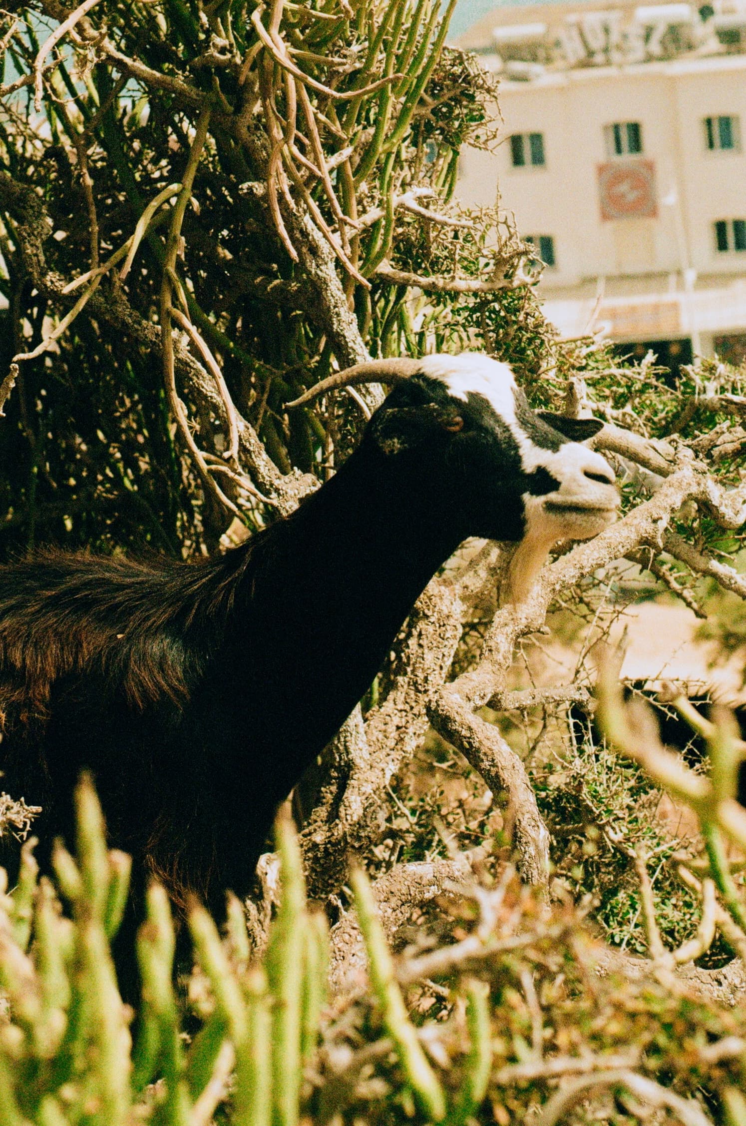 Cliffside goat