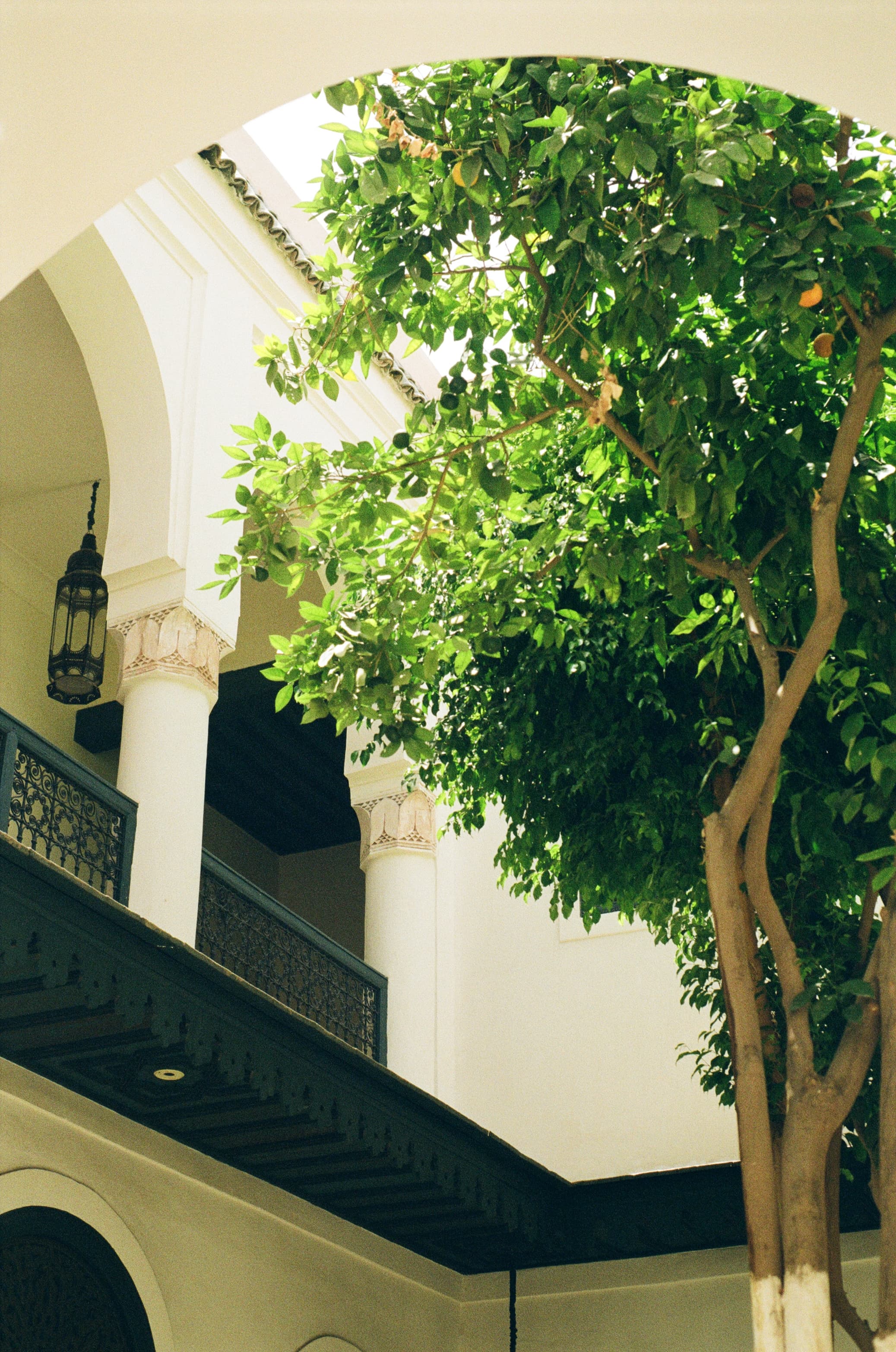Citrus tree, courtyard light